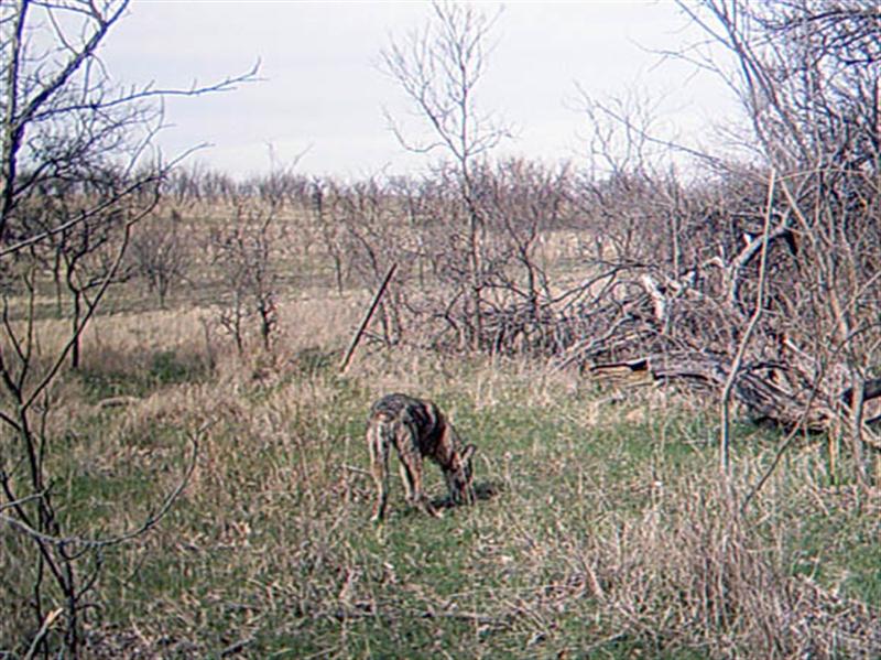This photo was taken almost 4 hours after the previous photo, and is probably the same Coyote that was at the site earlier in the day. If it is a different Coyote, however, then it represents the third individual to be photographed on this day.