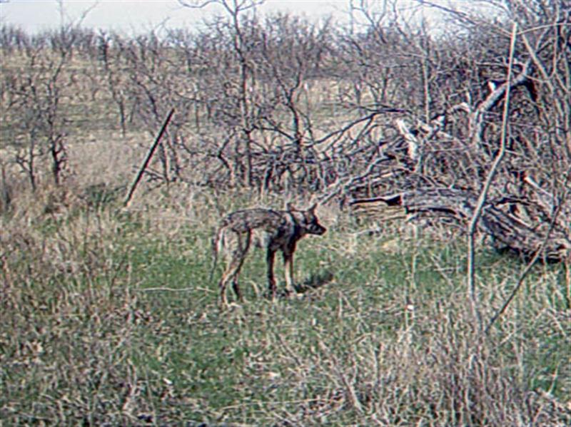 This Coyote is behaving as if it has detected someone or something coming its way. 
