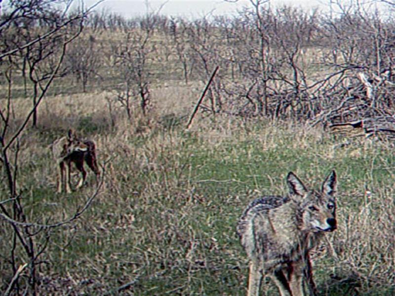 This Coyote seems keenly aware that the camera is doing something, and has probably picked up the sound of a hum or click the camera made just prior to taking the picture. This site sits on a well worn cattle trail that runs through a wooded area bounded on one side by a barbed wire fence, and by a creek on the other. The Coyotes are obviously making use of this trail on their way to and from the site. The Coyote in the background is looking down the trail, possibly after detecting another Coyote making its way into the area.