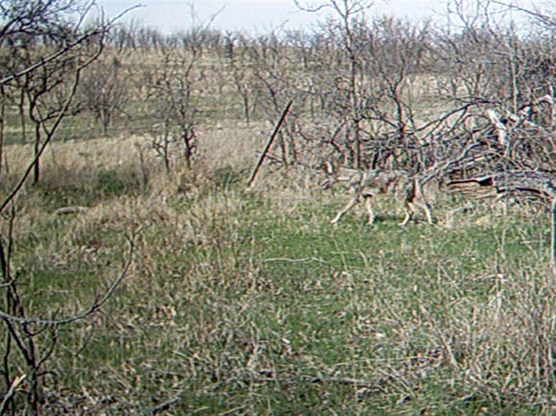 Another Coyote shows up at the location, and is possibly the 6th individual filmed on this day. While it is not readily apparent from this photograph, this Coyote is not in the best of condition. In each of the following two photographs the poor state of this Coyote's coat becomes more and more notable.