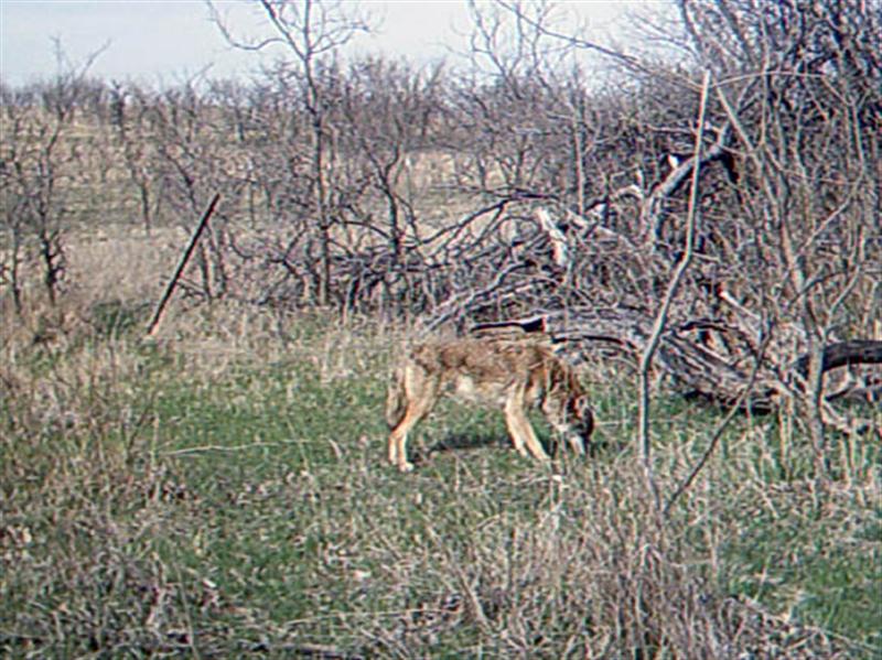 Ten minutes later another Coyote shows up looking for apples. This is the first Coyote that is clearly different from the others in appearance, and may represent the 7th Coyote photographed. Notice the lighter, almost cinnamon coloration of this animal. This Coyote has a thicker coat, and is clearly larger than any of the other Coyotes photographed as part of this series