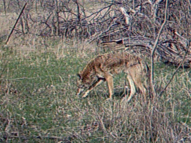 This big, healthy looking Coyote clearly knows where the apples were. 