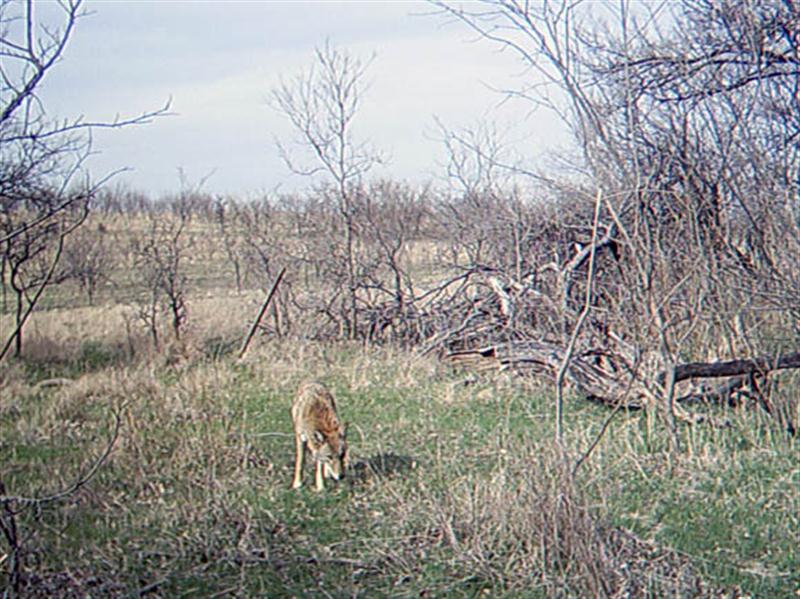 This Coyote, too, seems to realize that something is going on with the camera.
