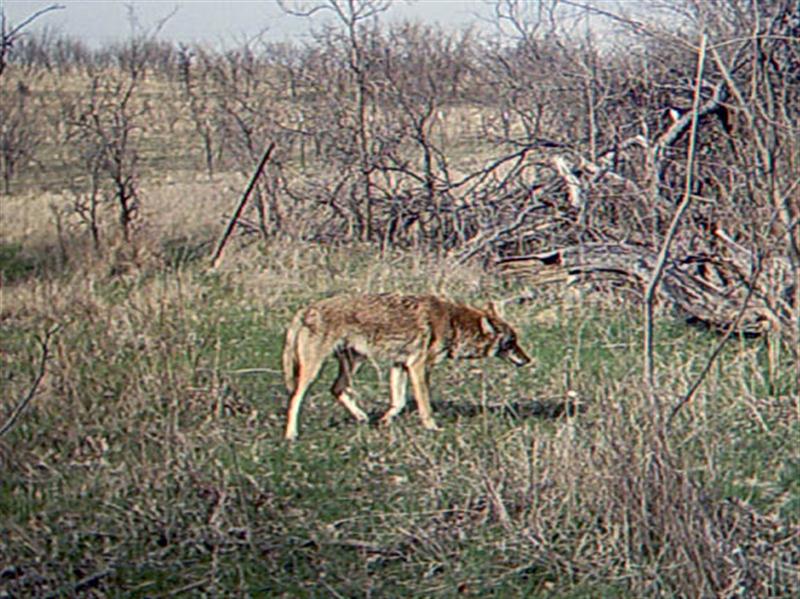 Finally, after nearly fifteen minutes at the site the Coyote decides to move on.