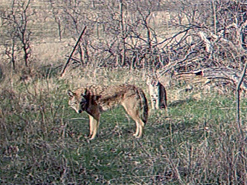 A closer look at the Bobcat and Coyote together. 
