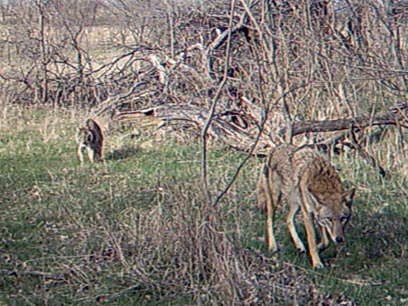 The Coyote and Bobcat leave the area together.