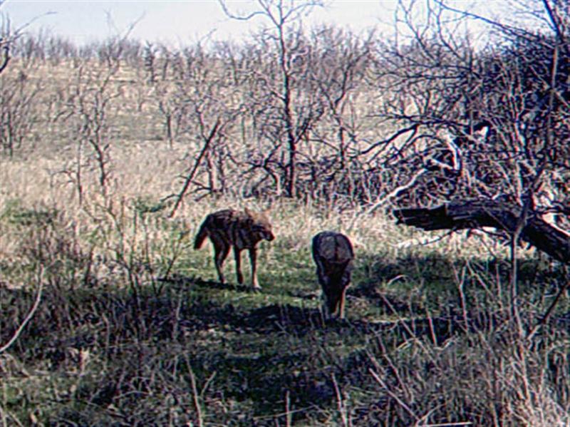 At 11:00 am on the second day of filming this pair of Coyotes shows up at the scene. These two, if different from the previously photographed Coyotes, would bring the grand total of observed Coyotes up to around 8 or 9 individuals.