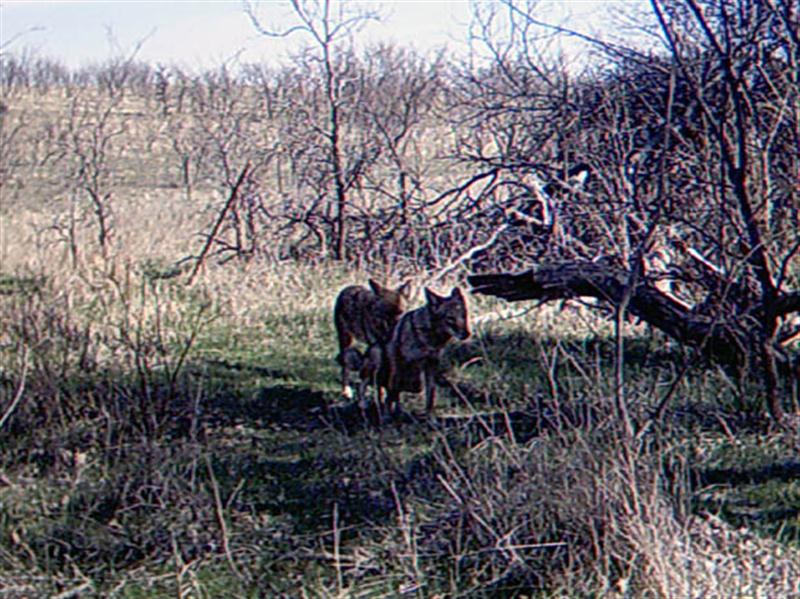 While Coyotes do not hunt in packs, they reportedly do defend specific territories as packs. These packs typically contain around 5 or 6 individuals, with a single reproductive alpha pair. The two Coyotes in this photograph are in the process of mating, suggesting that these two may be the alpha male and female of the pack defending the territory in which I have set up my trail camera.