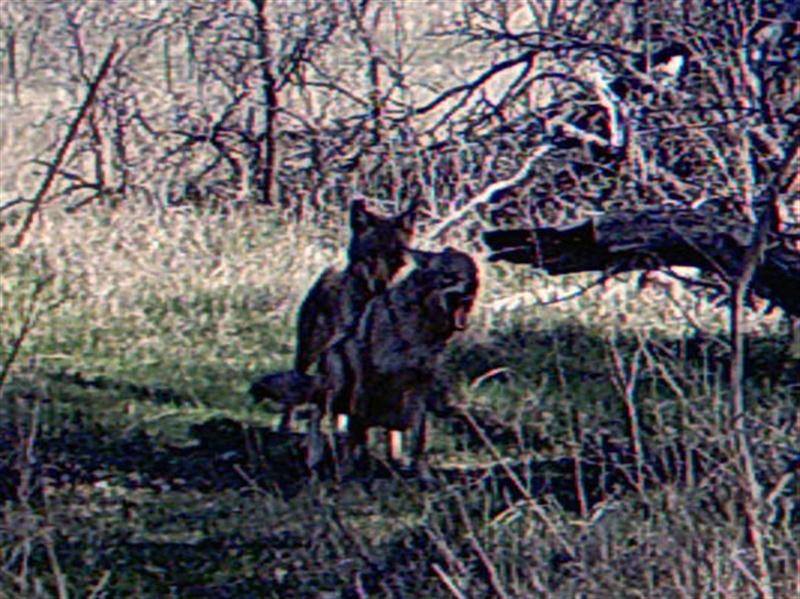 Mating Coyotes.
