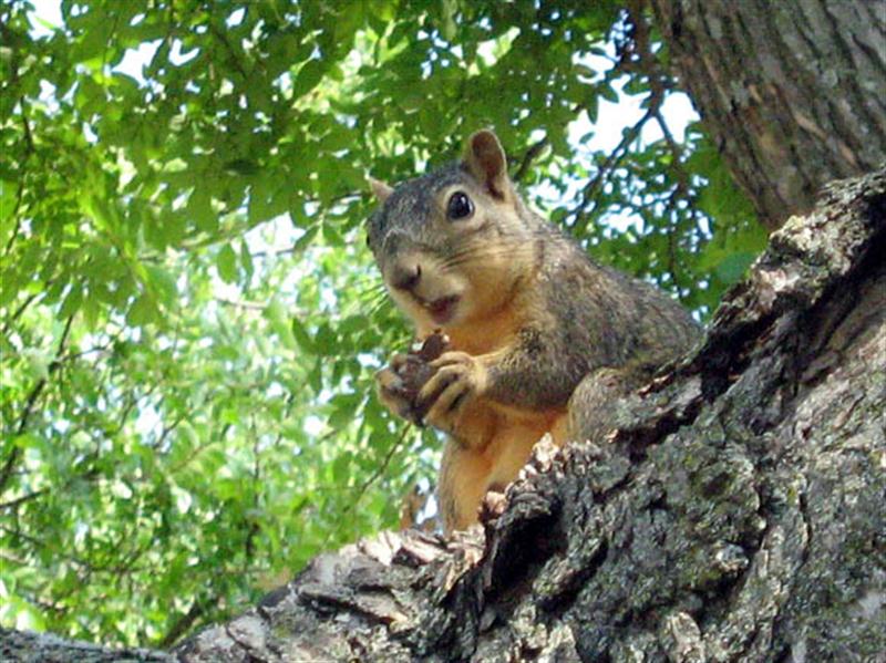 Fox Squirrel - Munching Lunch