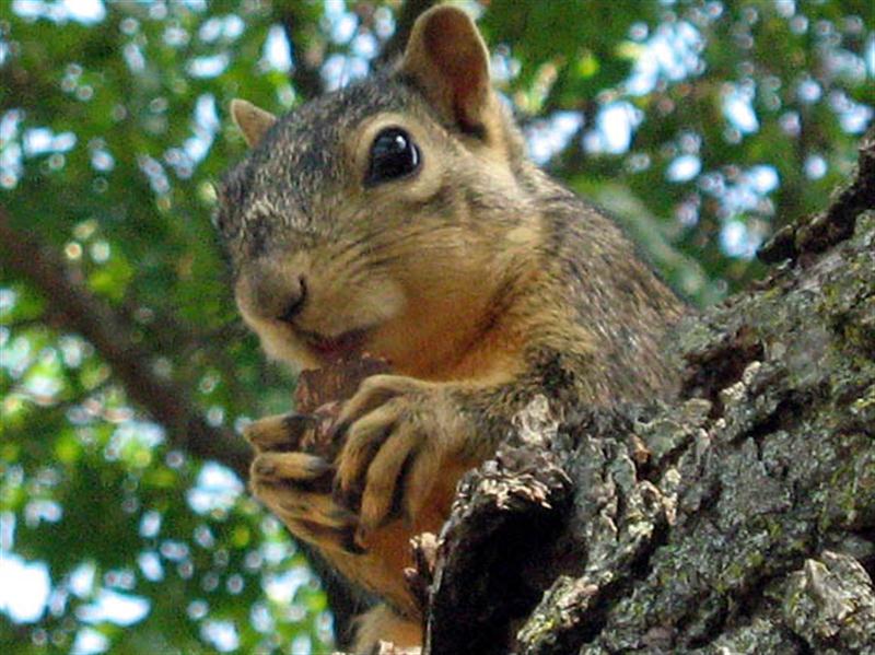 Fox Squirrel - Munching Lunch