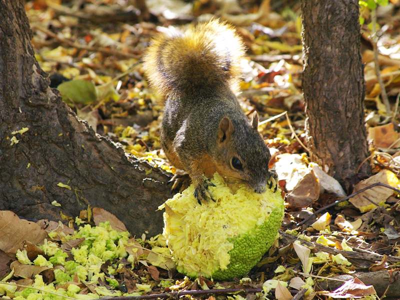 Fox Squirrel - Osage Orange Eater