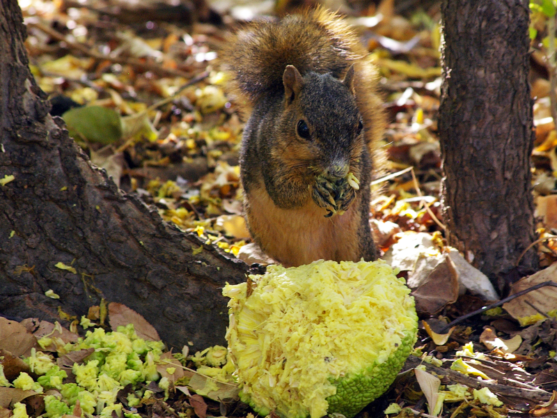 Fox Squirrel - Osage Orange Eater