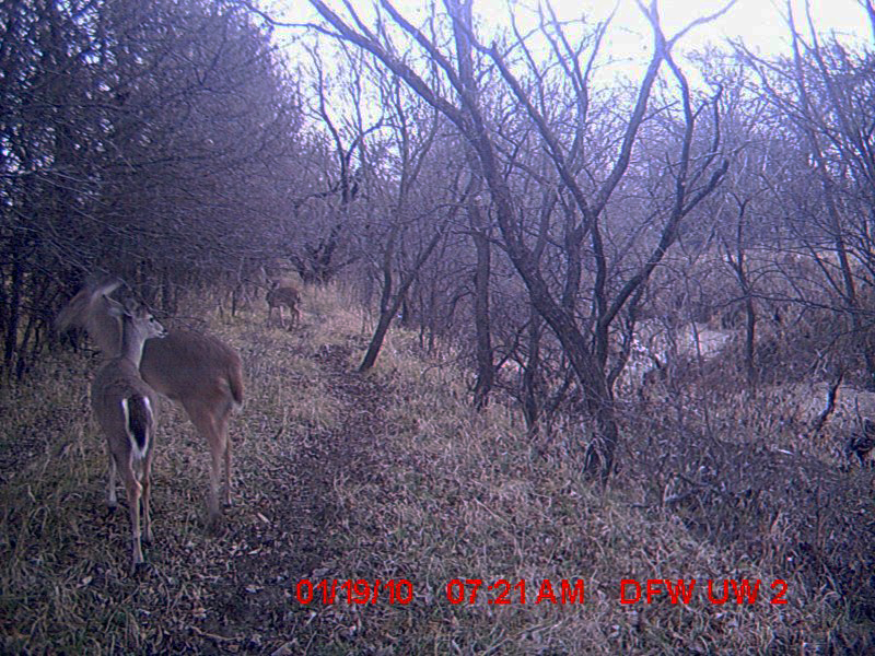 There are four White-tailed Deer in this photograph.