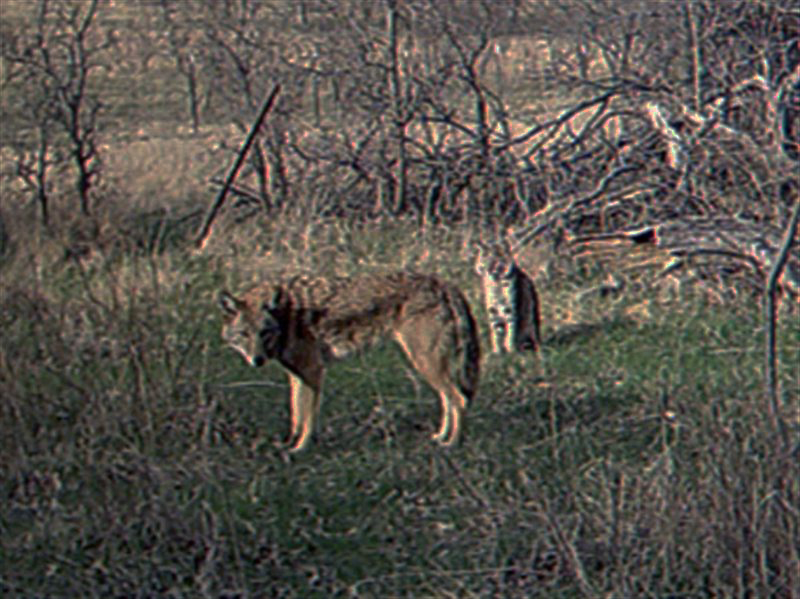A Coyote and Bobcat together.
