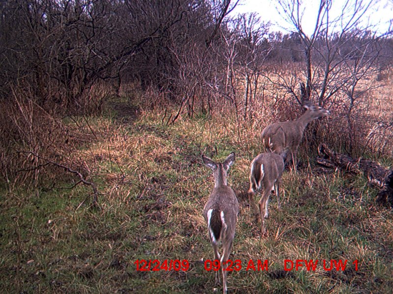 A White-tailed Deer family near Carrollton, Texas.
