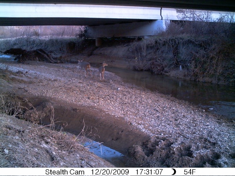 White-tailed Deer transitioning from one plot of land to another by traveling under a bridge.