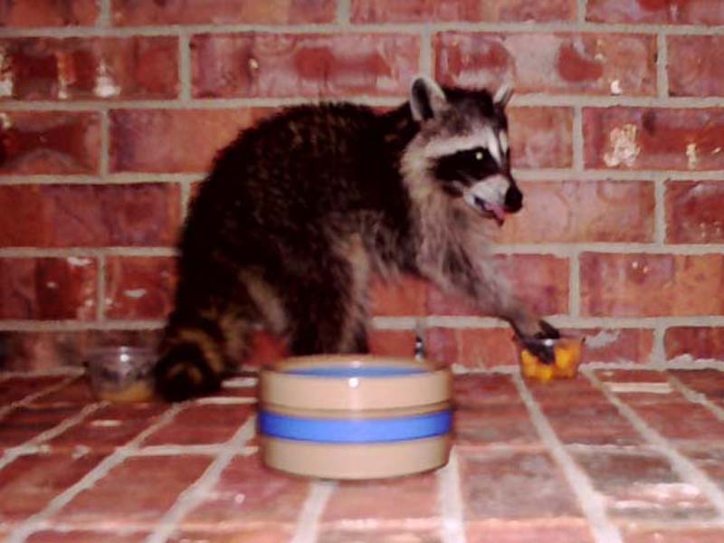 A juvenile Raccoon having a snack on my front porch.