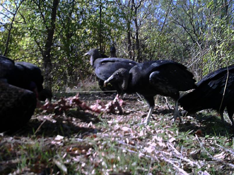 Turkey Vultures and Black Vulture in competition over a carcass.