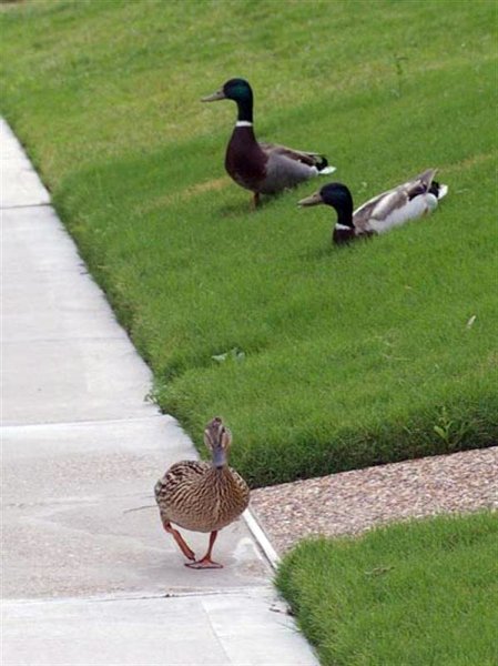 In this picture the Mallards have worked their way down the side walk and are moving into my front yard.