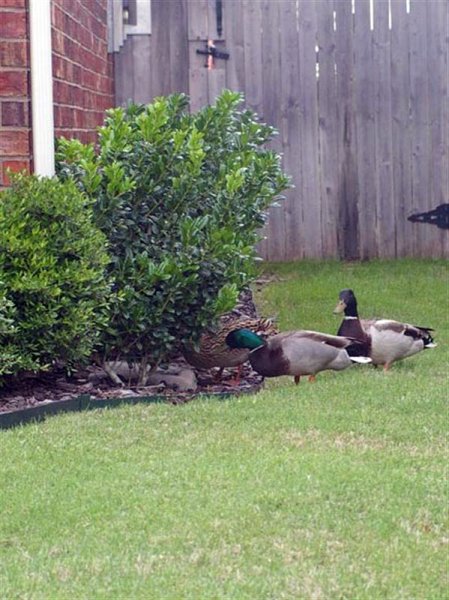 Here the three Mallards have gathered by one of our rain gutter downspouts to drink from the water that had collected there.