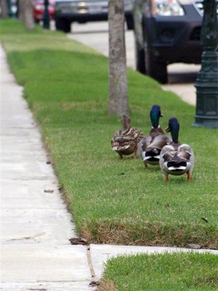 A short while later, the Mallards moved on continuing their trek down our street.