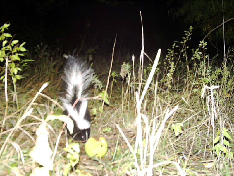Raccoon – Univited Guest