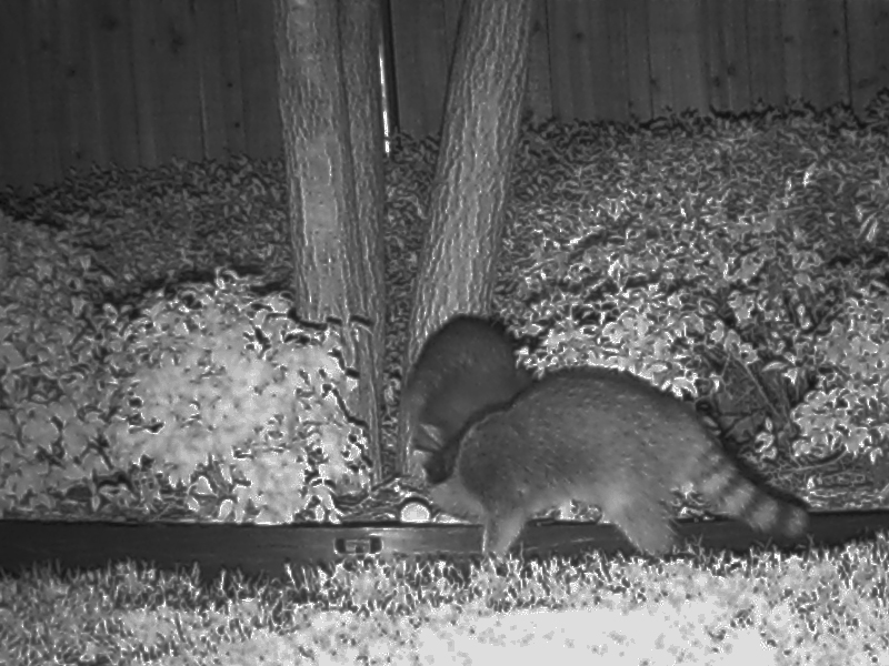 Our backyard is small, and well enclosed by a 6ft/2m fence.  The Raccoons are certainly coming in from somewhere else.