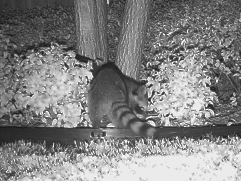 The Raccoons showed up at around 1:00am.  They stayed less than 15 minutes.
