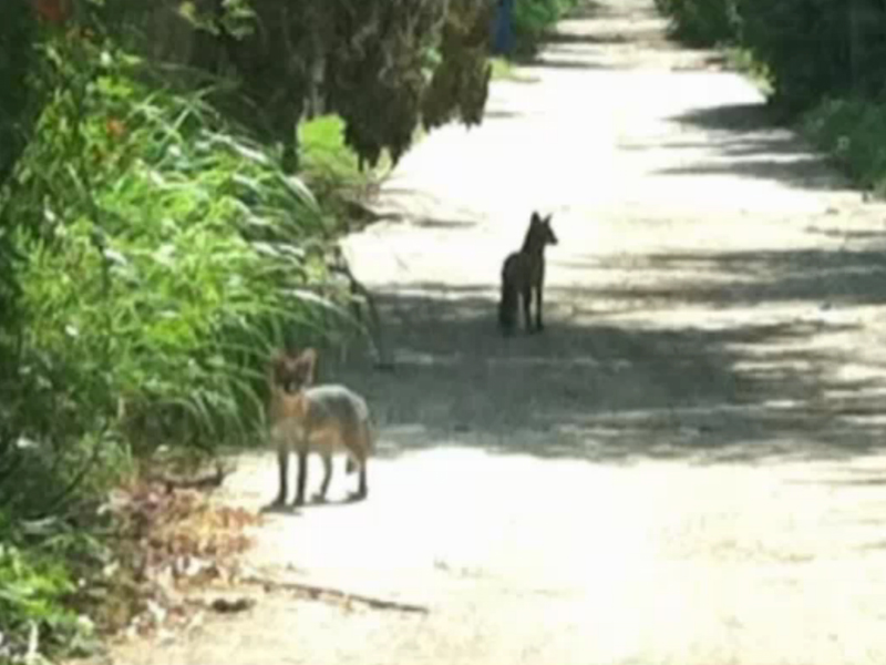 Cats Mutilated in Dallas Neighborhood