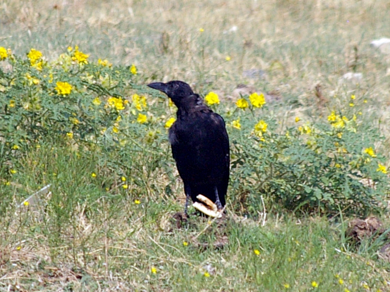 American Crow - Eating a Sandwich