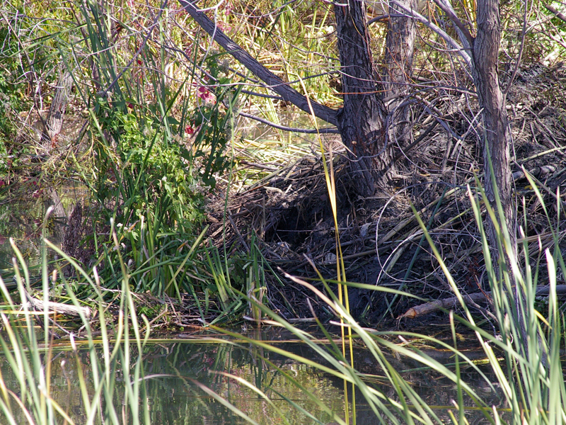 The entrance to the Beaver lodge is clearly visible near the center of this picture.