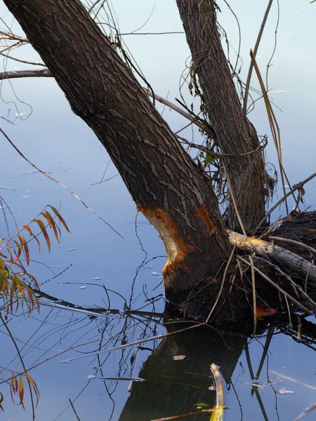 The Beaver has only recently begun work on taking down this tree.