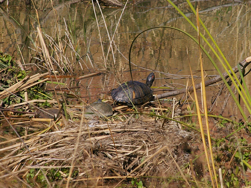 Turtles basking in the sun.