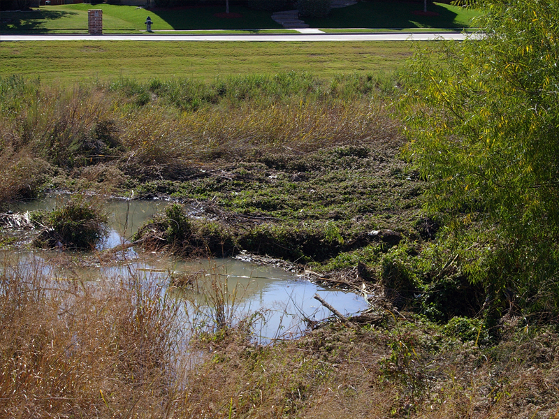 The Beaver's dam. It is constructed mostly of reeds and mud.
