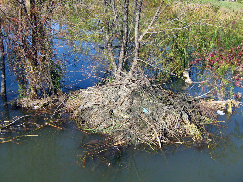 The Beaver's lodge continues to grow. The mud and reeds on the right side of the lodge are relatively fresh.