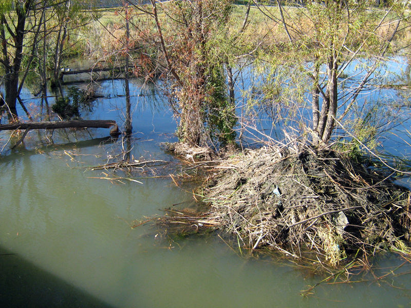 This picture shows the relationship between the lodge's location, and the last tree the Beaver took down.