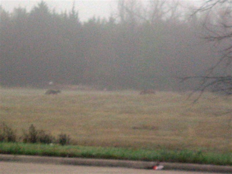 I observed these two Coyotes early on morning on the way into work. It was very foggy on the morning I took this picture, and the generally poor visibility probably contributed to the Coyotes being out and about a little later in the morning than what is typical. 