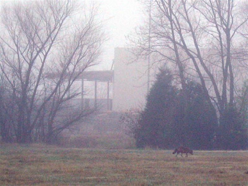 After just a moment, one of the Coyotes vanished, and I was unable to find him again. I took this picture just before the second Coyote did the same. You can get some sense of the habitat these Coyotes are living in from this picture. This part of Garland, Texas contains a multitude of warehouses and industrial park type buildings. The whole area is mostly concrete with only the occasional natural oasis provided by vacant and undeveloped lots. 