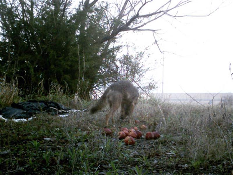 Again I used apples as the attractant for the trail camera, and after almost seven days the Coyotes finally became confident enough to eat them.