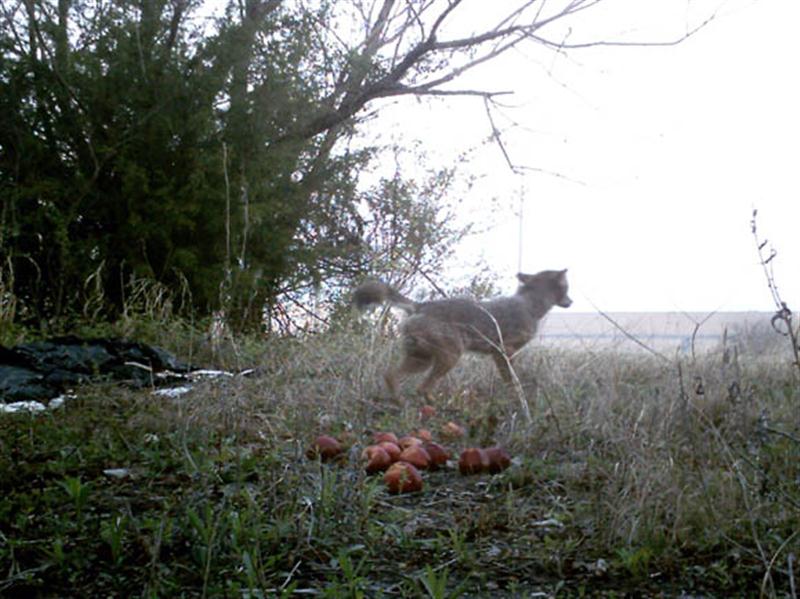 Even after the Coyotes became confident enough to eat the apples, they still remained very skittish. This one is jumping at the sound of the camera taking a picture. It is notable that the Coyotes were this sensitive to the camera even during the day when no flash was being used.
