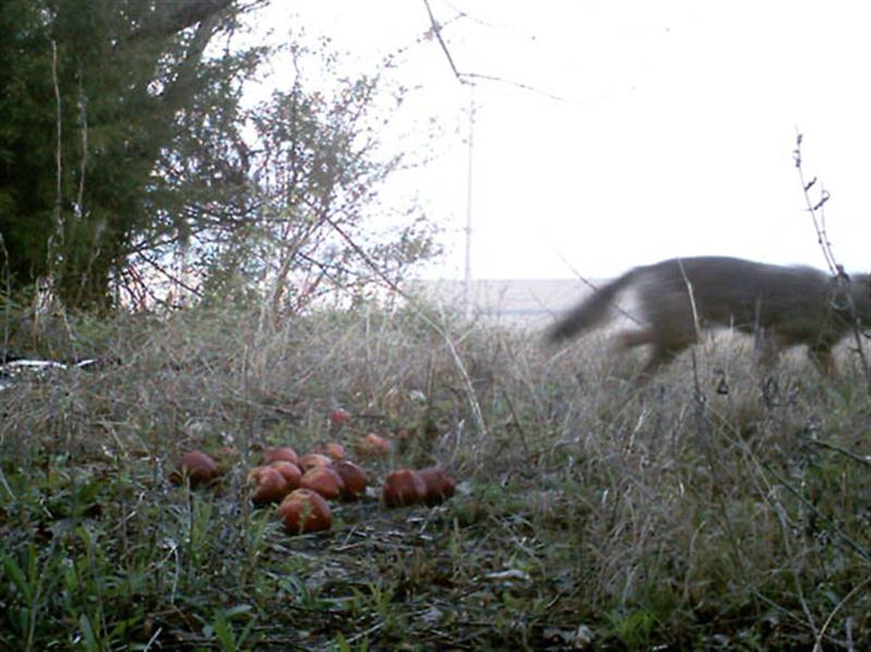 The lure of the apples is very strong for this urban Coyote.