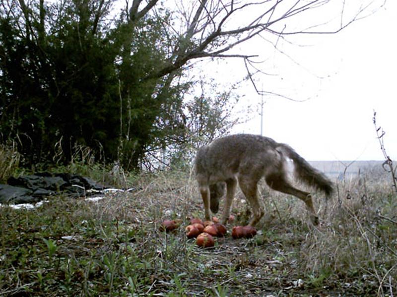 This is a relatively small Coyote.