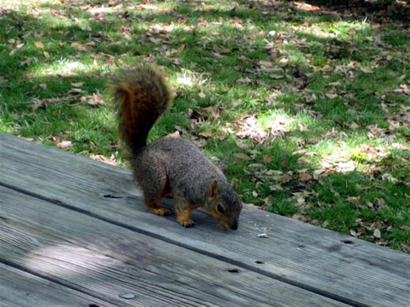 The picnickers did a pretty good job of cleaning up after themselves, so the squirrel found the picking kind of slim. Still he quickly managed to find these crumbs (chips or sunflower seeds).