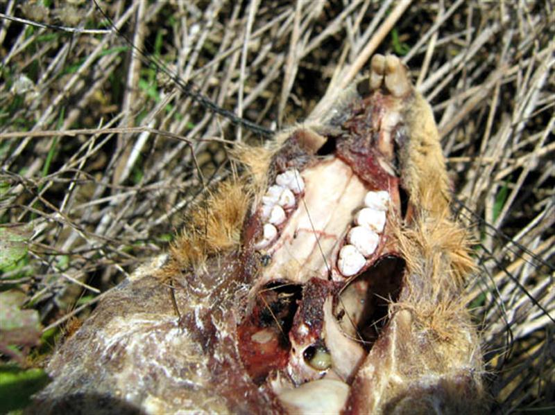 A closer look at the squirrel's skull minus the jaw bone. The still wet blood in the skull indicates that the carcass represent a relatively recent kill. 