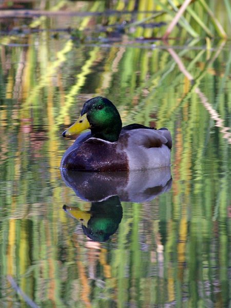 Mallard - In a Beaver Pond