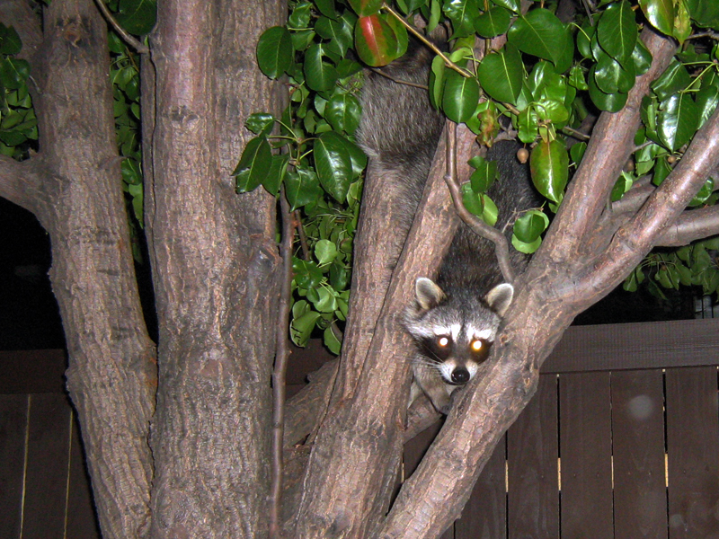 This Raccoon ran across the alley in front of my car as I was coming home from work on Wednesday night.  After crossing the alley, he scampered up a tree, and climbed high into the upper branches. 