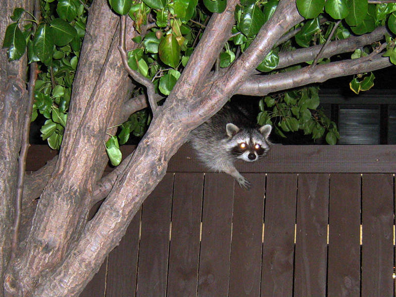 After a few minutes the Raccoon  decided to continue on his way.  He climbed down on to the fence, gave me one last look, and then followed the fence around to a corner of the yard.