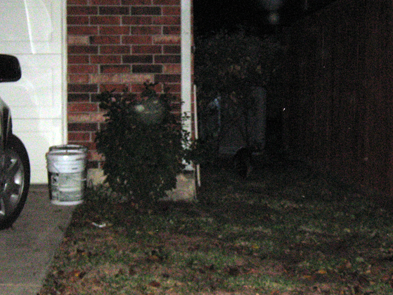 Once on the ground the Raccoon darted away between two houses and into the darkness.