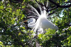 A Great Egret putting on a show.